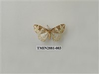 藏品(尺蛾609)的圖片